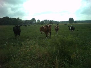 Zaciekawione krowy: 'Co za hałas, tam na szosie…'